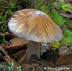 Rozites emdodensis, the edible Himalayan Gypsy mushroom growing in Bhutan 2009