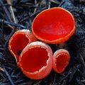 Sarcoscypha coccinea a spring cup fungus seen in Trout Lake WA