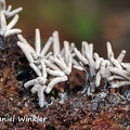 Stemonitis cinera - slime mold Amazon