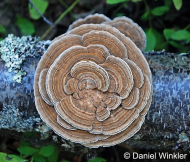 Trametes versicolor wheel of fortune! A great medicinal fungus! Girdwood Alaska