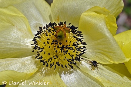Meconopsis integrifolia flower Close up DW Ms