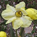 Meconopsis integrifolia flower DW Ms