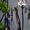 Menyanthes trifoliata Khasa Lake DW Ms