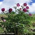 Paeonia veitchii sky Dzongzhab 2015 DW Ms