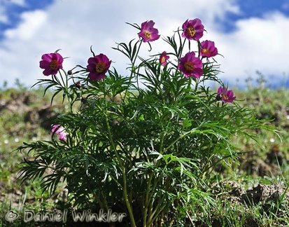 Paeonia veitchii sky Dzongzhab 2015 DW Ms