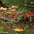 Amanita muscaria flush Alaska DW S