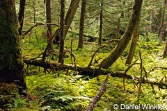 Forest Hemlock moss Girdwood DW S