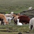 Alpaca herd calf S
