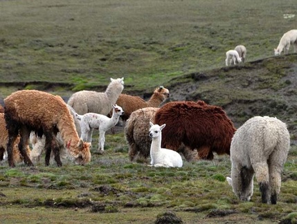Alpaca herd calf S