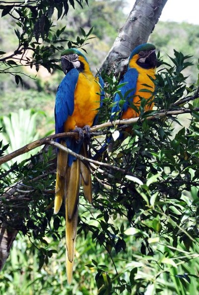 Ara ararauna Blue-Yellow Macaw S.JPG