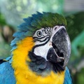 Ara ararauna Blue-Yellow Macaw face S