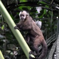 Cebus apella (Brown Capuchin Monkey) S