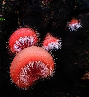 Cookeina tricholoma seen in Madidi National Park, Bolivia