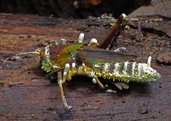 Cordyceps grasshoper S