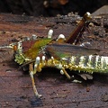 Cordyceps grasshoper S