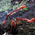 Cordyceps Red in wood S