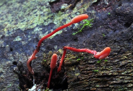 Cordyceps Red in wood S