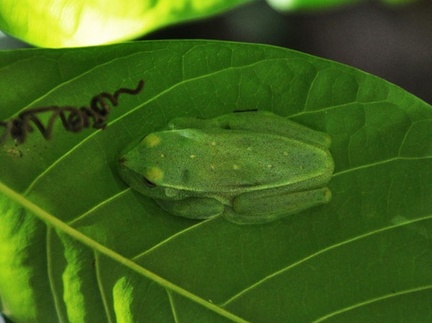 Frog green on leaf S