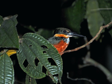 Green-and-rufous Kingfisher (Chloroceryle inda) S