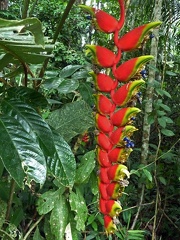 Heliconia infloresence Not DW S