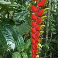 Heliconia infloresence Not DW S