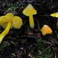 Hygrocybe yellow Group Coroico S.jpg