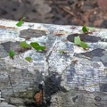 Leaf cutter ants Chalalan Cr S