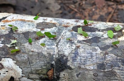 Leaf cutter ants Chalalan Cr S