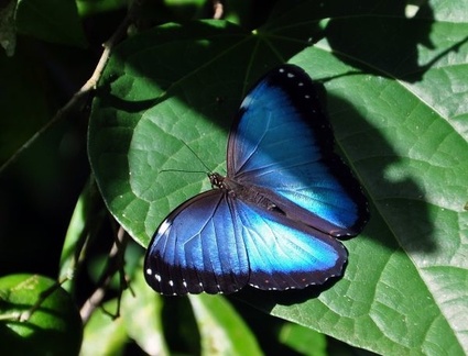 Morpho butterfly Coroico S