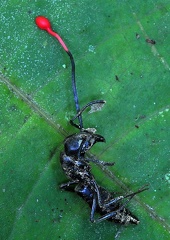 Ophiocordyceps australis ant Rurre S