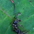 Ophiocordyceps australis ant Rurre S