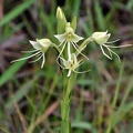 Orchid Coroico 3 S