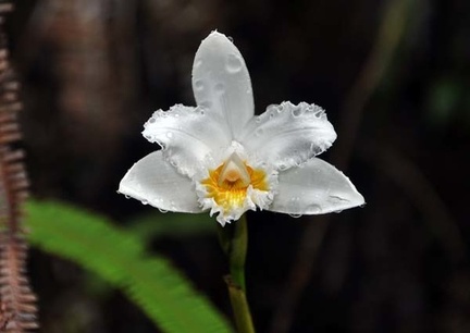Orchid Coroico white 2 S
