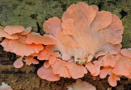Pleurotus pink 2012 Cr S-1537475779