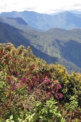 Tibouchina shrub and vista S