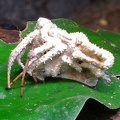 Torrubiella Spider S