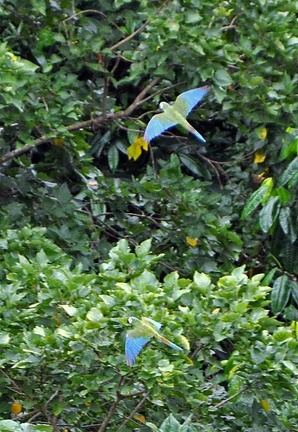 Ara severus Chesnut-fronted Macaw S