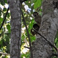Black-headed squirrel monkey - Saimiri boliviensis Cr S