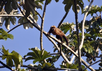 Brown Capuchin – Cebus apella apella Looking Cr S