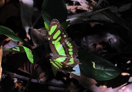 butterfly green S