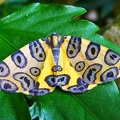 Butterfly yellow blue Coroico S.jpg