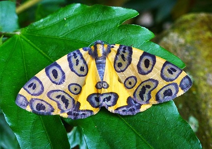 Butterfly yellow blue Coroico S