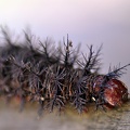 Caterpillar Coroico S