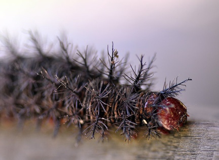 Caterpillar Coroico S