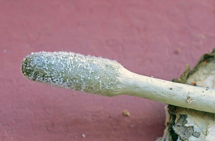Cordyceps cylindrica sporulating 2013 S