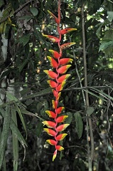 Heliconia flower Rurre S