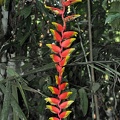 Heliconia flower Rurre S