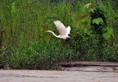 Great Egret - Ardea alba S