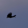 Ibis in flight S.jpg