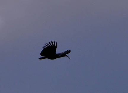 Ibis in flight S